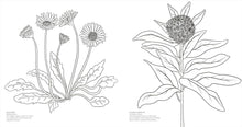 Load image into Gallery viewer, Wonderful Wildflowers Colouring Book