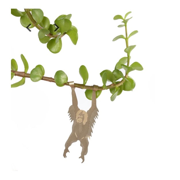 Orangutan Plant Animal