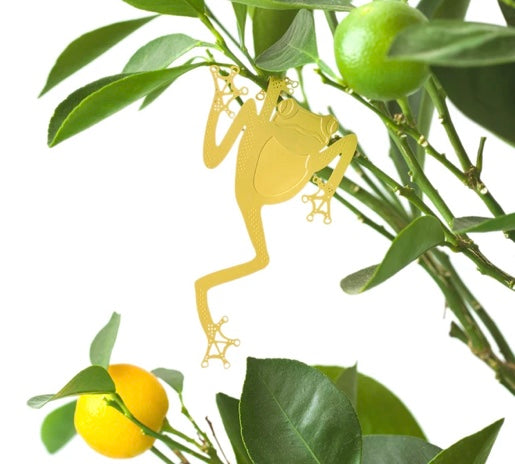 Tree Frog Plant Animal