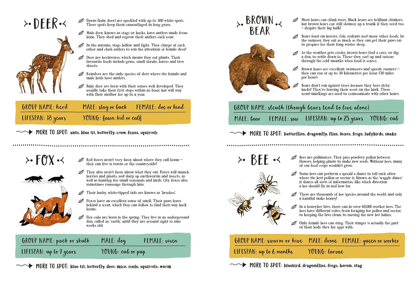 Secret Forest: A Spotting Book