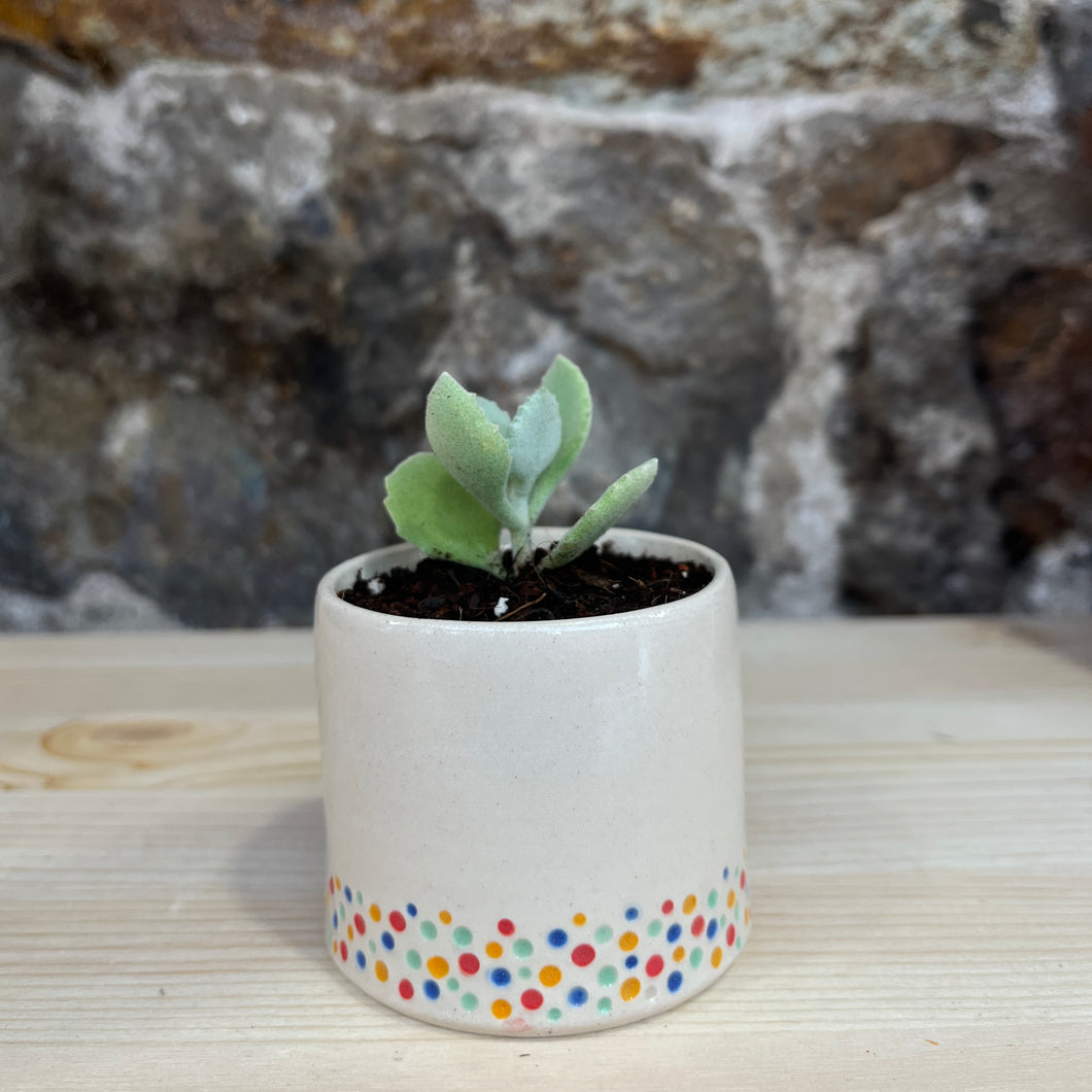 Muddled dotty pot 3