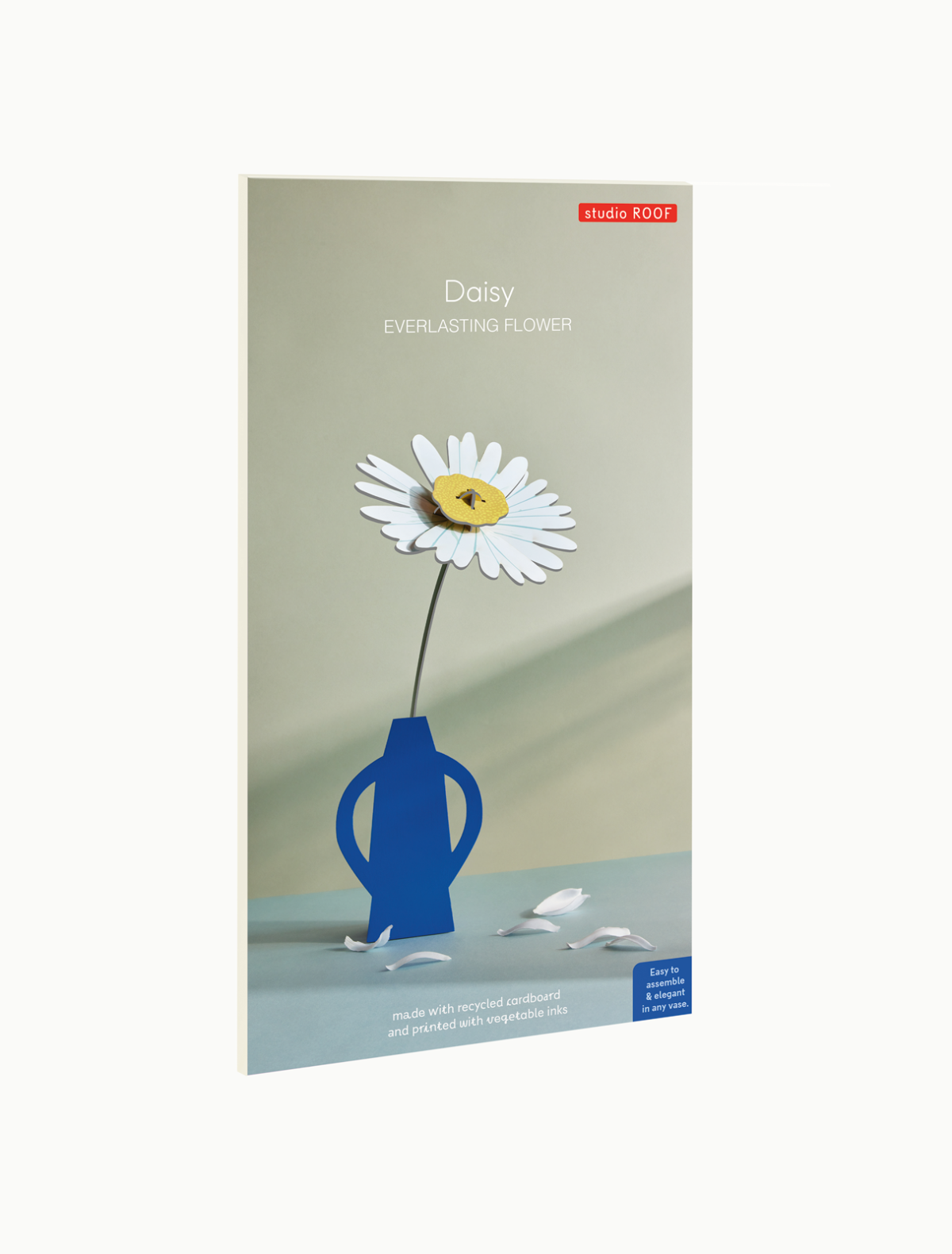 Everlasting Flowers - Daisy