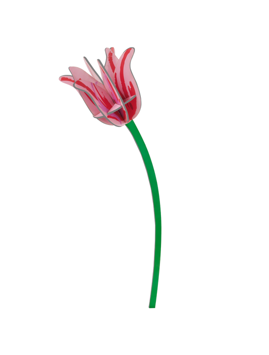 Everlasting Flowers - Pink Tulip