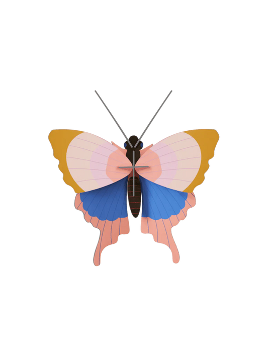 Gold Rim Butterfly