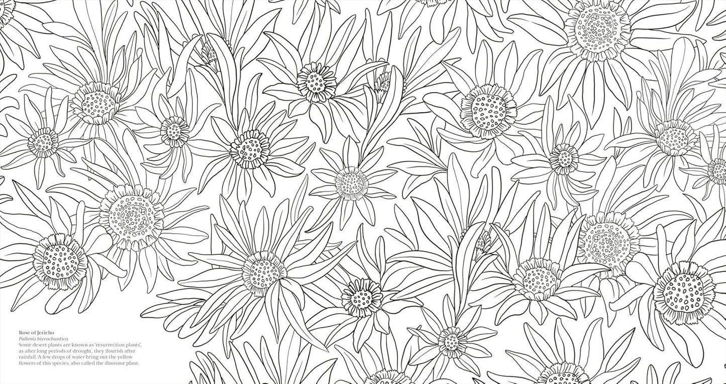 Wonderful Wildflowers Colouring Book