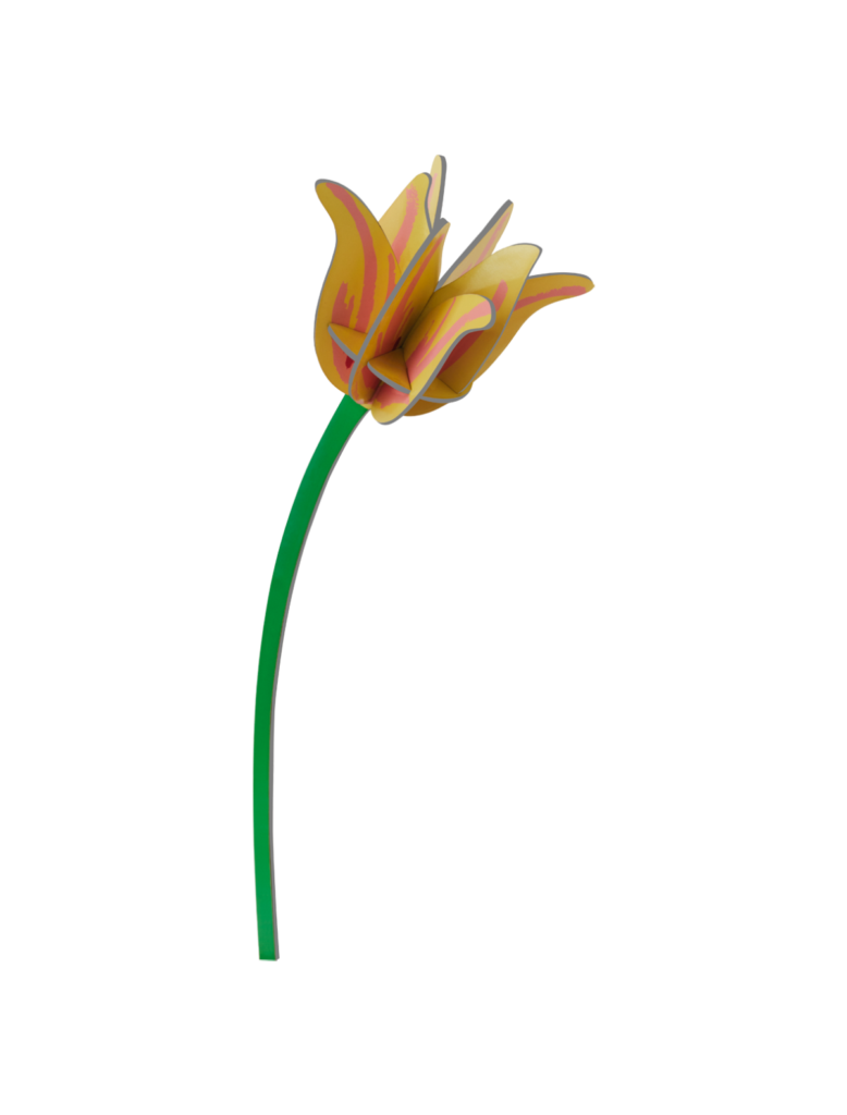 Everlasting Flowers - Yellow Tulip