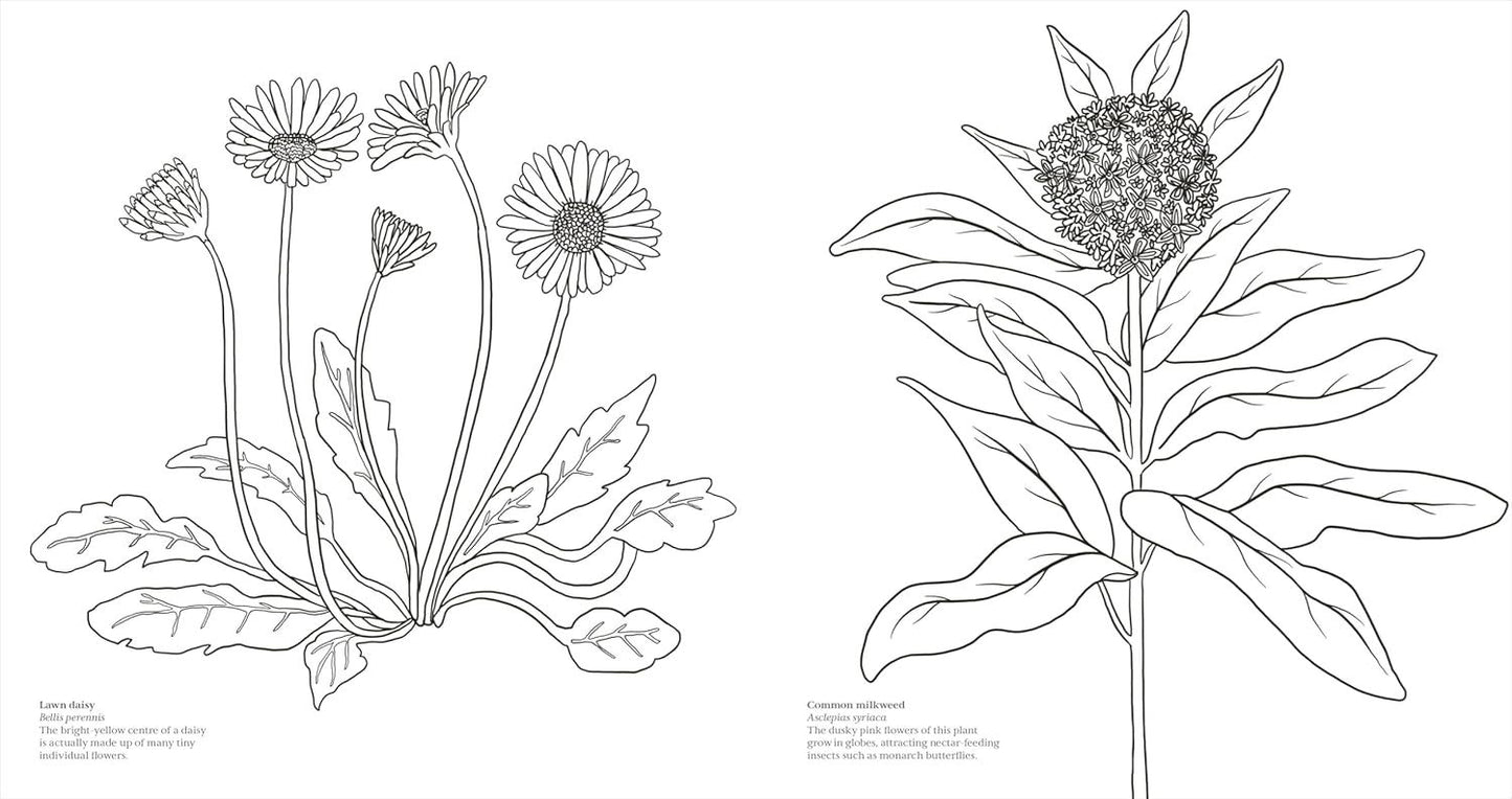 Wonderful Wildflowers Colouring Book