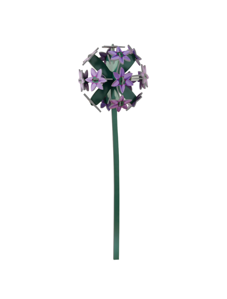 Everlasting Flowers - Allium