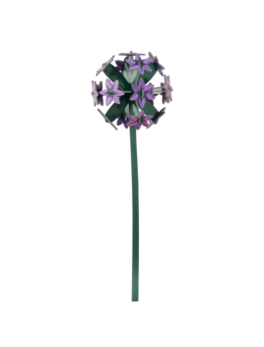 Everlasting Flowers - Allium