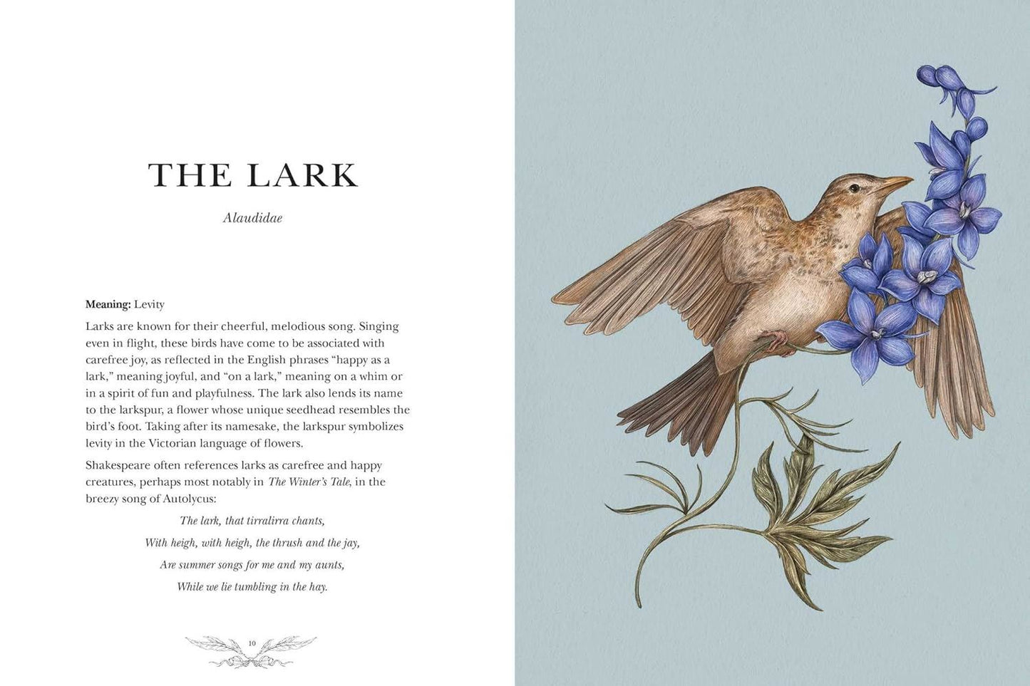 Ornithography: An Illustrated Guide