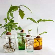 Load image into Gallery viewer, Propagation &amp; Germination Plate - Small
